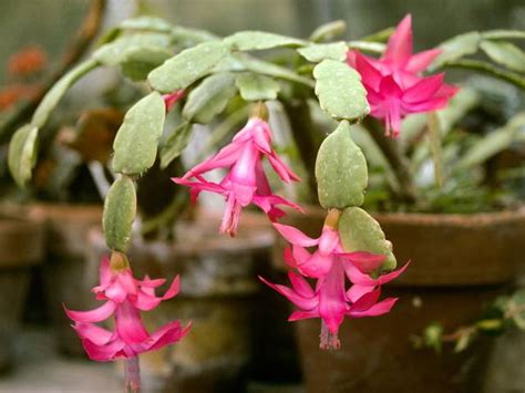 Floraison hivernale du Schlumbergera