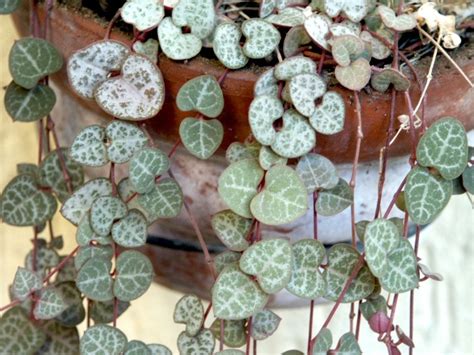 Feuillage en forme de cœur de Ceropegia woodii