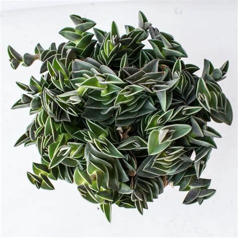 Tradescantia navicularis