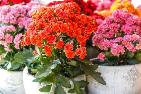 Kalanchoe en pot avec floraison retombante
