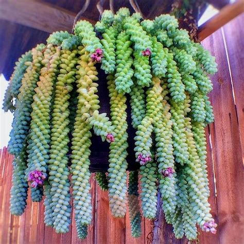 Sedum morganianum en suspension