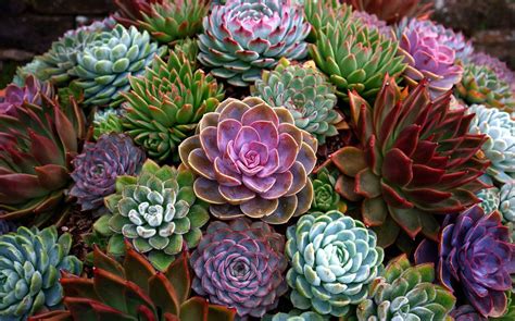 Rosette d'Echeveria aux couleurs variées