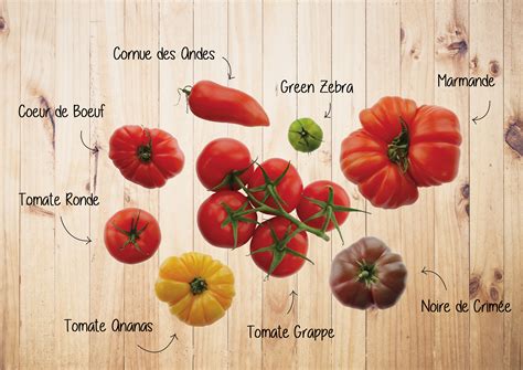 Infographie présentant les différentes catégories de précocité des tomates avec des exemples de variétés