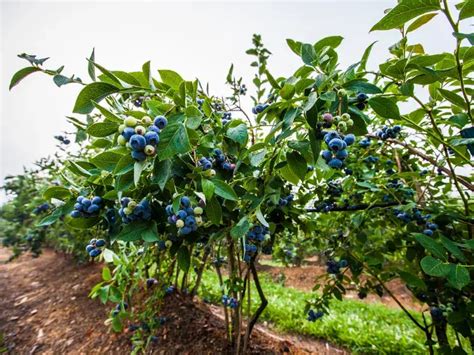Champ de myrtilliers en plein été