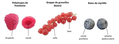 Schéma des étapes de transformation des petits fruits rouges