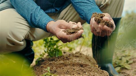Mains cultivant des semis dans la terre