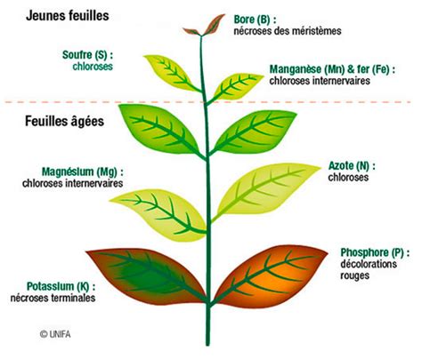 Infographie montrant les signes de carences et d'excès nutritionnels sur des feuilles