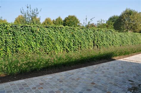 Plantation de jeunes plants de lierre