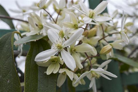 Gros plan sur les fleurs étoilées et le feuillage persistant coriace de la Clématite Armandii
