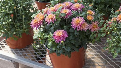 Photos variées de chrysanthèmes en culture