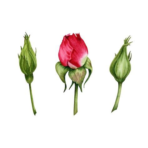 Illustration d'un ballon de fleur avant éclosion