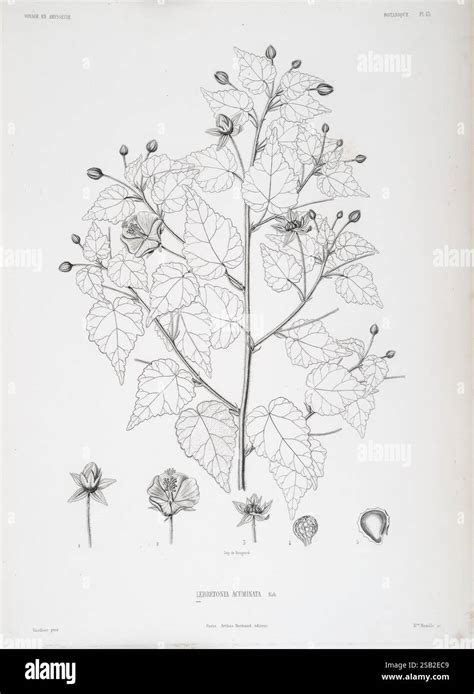 Illustration d'une plante aux boutons floraux en forme de ballon