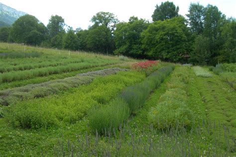 Photo d'un champ de plantes aromatiques cultivées en agriculture biologique