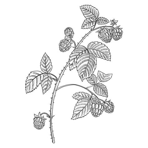 Dessin botanique d'une branche de framboisier avec des feuilles, des fleurs et des fruits