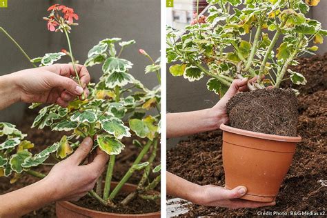 Entretien du géranium