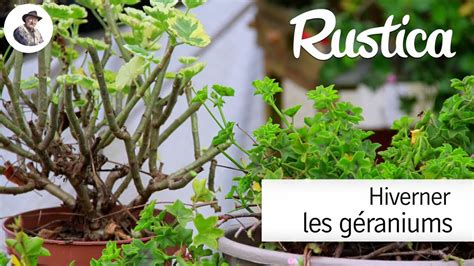 Hivernage des géraniums