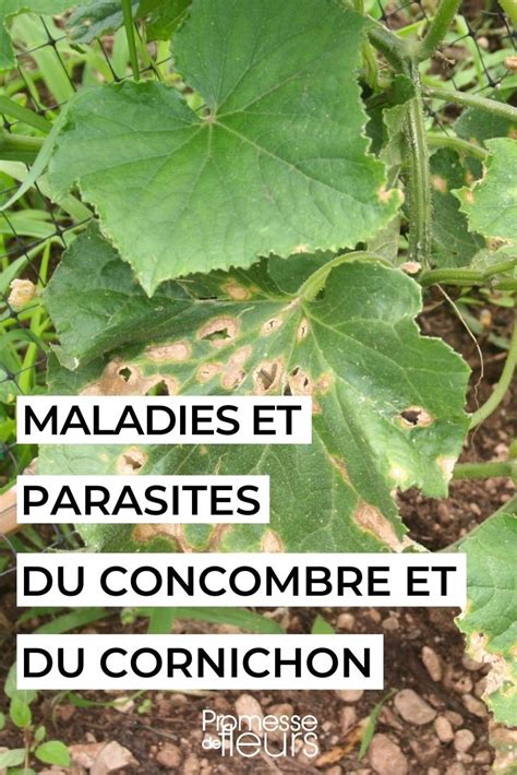 Maladies et parasites du géranium