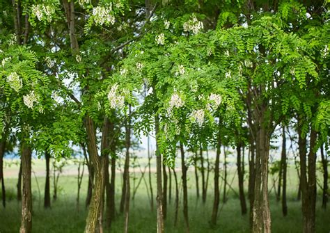 Schéma illustrant les différences morphologiques entre le Robinier faux-acacia et le Mimosa (Acacia vrai)
