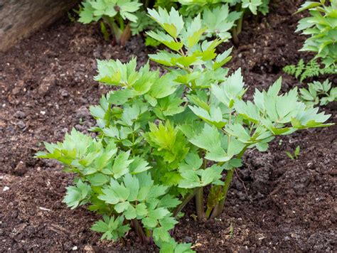 Illustration d'une plante de livèche avec ses feuilles découpées et ses ombelles de fleurs