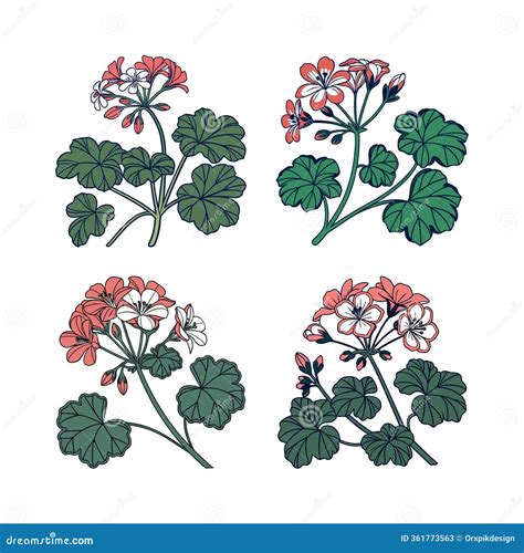 Illustration of different Pelargonium leaf shapes and colors