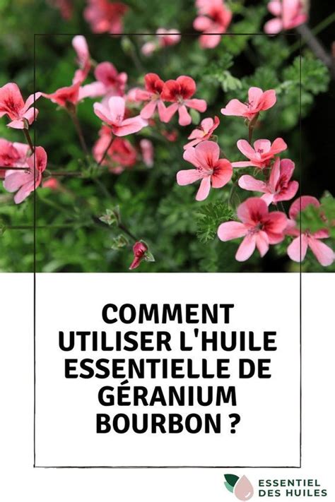 Infographie des divers bienfaits du géranium (culinaire, médicinal, répulsif, cosmétique)