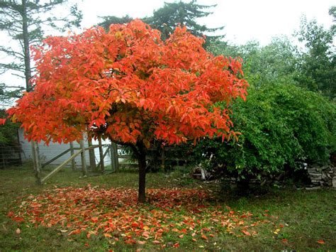 Plaqueminier avec des kakis en automne