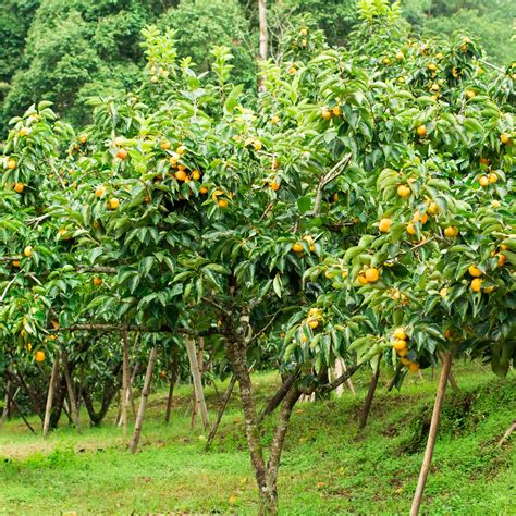 Plantation d'un jeune plaqueminier