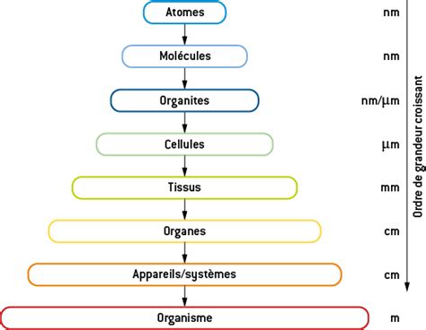 Schéma explicatif montrant les différents niveaux de taille selon le groupe de clématite