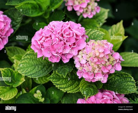Belles inflorescences d'Hortensia