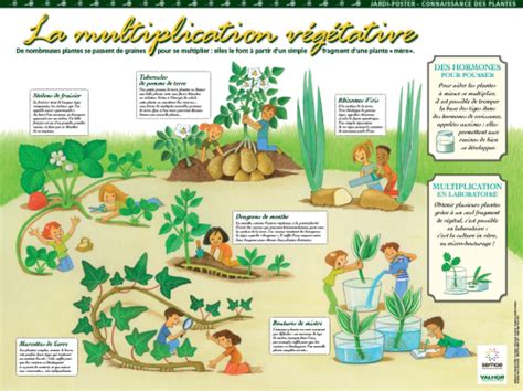 Infographie illustrant les différentes techniques de multiplication végétative