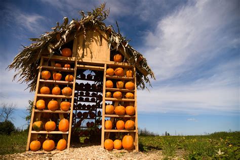 famille cueillant des citrouilles à la Ferme Forget