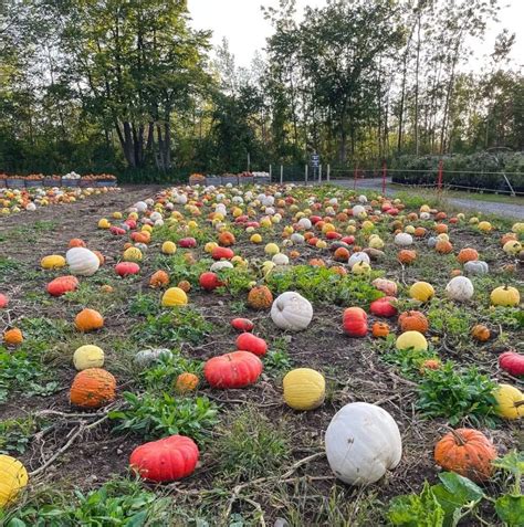 enfants dans un champ de citrouilles à la Ferme Marineau