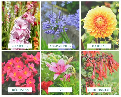 Variété de bulbes à fleurs pour une floraison printanière et estivale