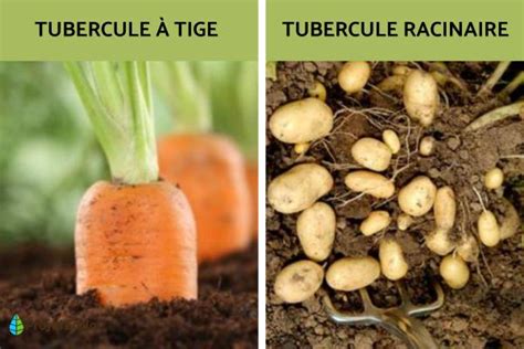 Variété de fruits, tubercules et bulbes