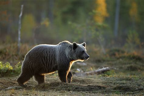 Ours brun dans la nature