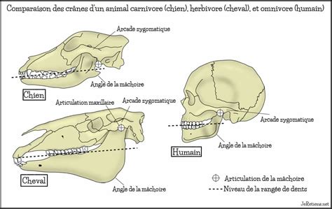 Schéma des différentes formes de dents chez les herbivores, carnivores et omnivores