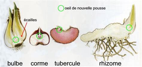 Diagramme comparant un bulbe, un corme, un rhizome et un tubercule