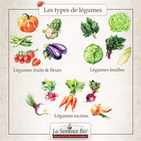 Illustration des différents types de légumes souterrains