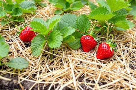 Photo de fraisiers paillés avec de la paille propre