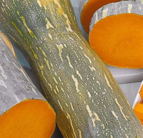 Courge Pleine de Naples