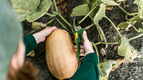 Récolte des courges