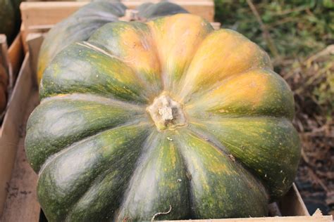 Musquée de Provence courge