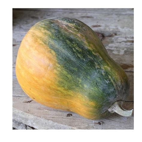 Sucrine du Berry courge