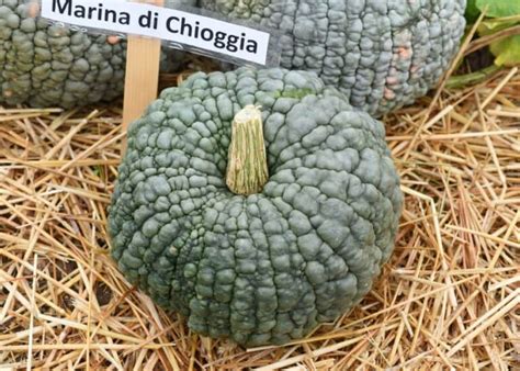 Marina di Chioggia courge