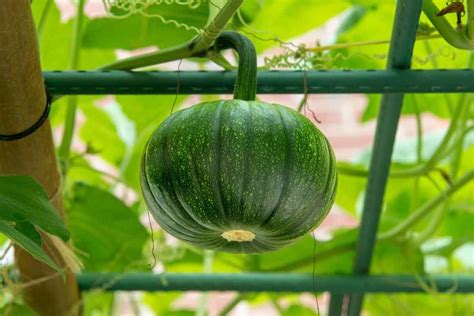 Courge de Mantoue