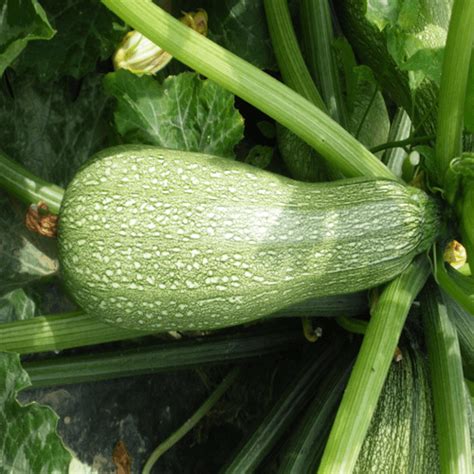 Courgette Ortolana di Faenza
