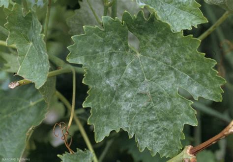 Symptômes de l'oïdium sur une feuille de vigne
