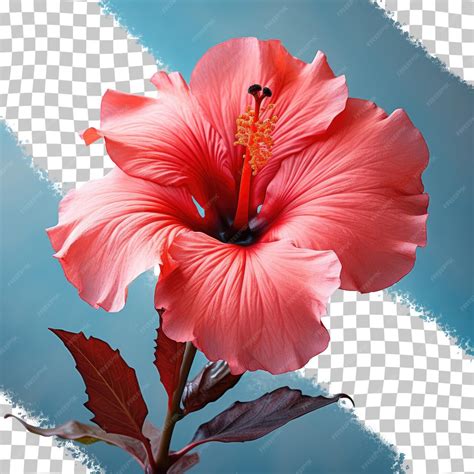 fleur d'hibiscus rouge en gros plan