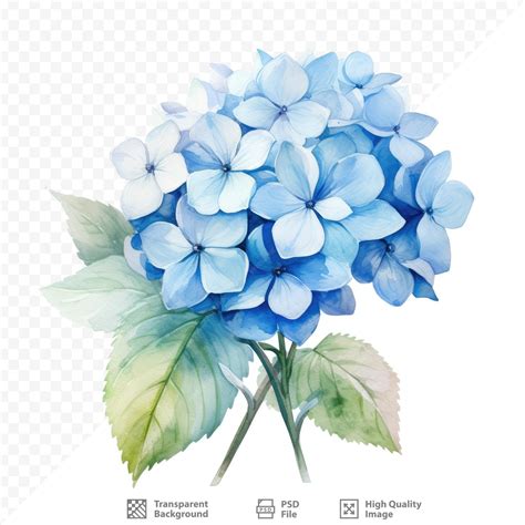 Illustration détaillée de l'anatomie d'un hortensia montrant les feuilles opposées, les inflorescences et la structure des fleurs stériles et fertiles