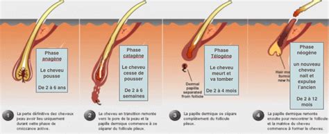 Schéma illustrant le cycle pilaire et la position du bulbe sous l'épiderme